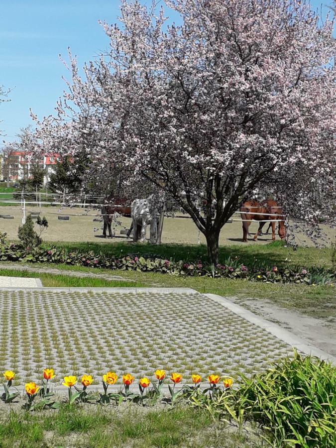 Apartamenty Stajni Jazon Malbork Eksteriør bilde